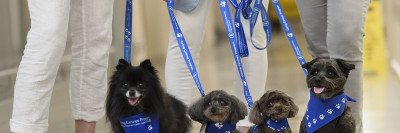 Four dogs wearing blue bandanas are held on leashes in a hallway at Memorial Hospital. Three handlers are seen only from the waist down.