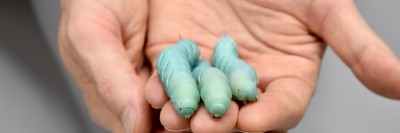 three tobacco hornworm caterpillars held in a scientist's hand