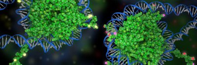 DNA molecules wrapped around histones