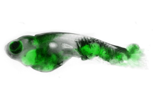 Pictured: A zebrafish with melanoma that has spread throughout the body. The tumors have been engineered to light up in green, providing a powerful model for research into the biology of metastasis.