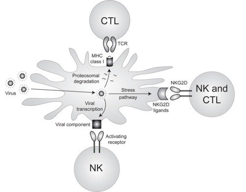 Joseph Sun: Research Overview | Sloan Kettering Institute
