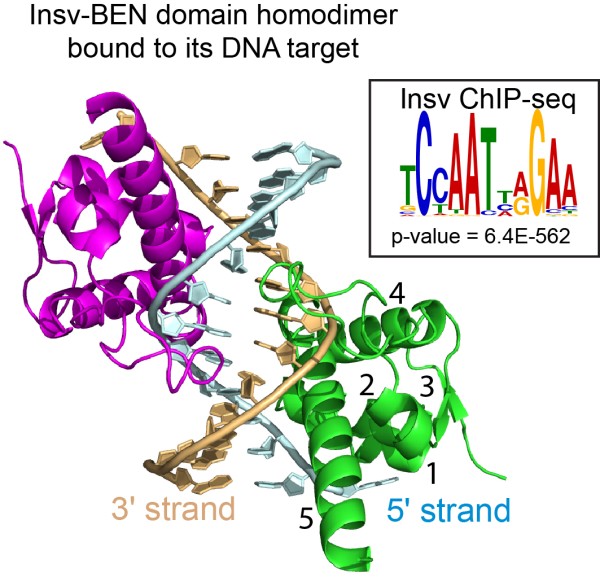 Notch Signaling and Neural Transcription Factors | Sloan Kettering ...