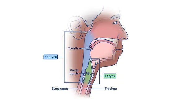 Illustration of the throat, showing the pharynx, larynx, trachea, and esophagus. 