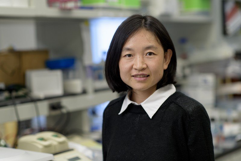 Yanhong Yang Sloan Kettering Institute