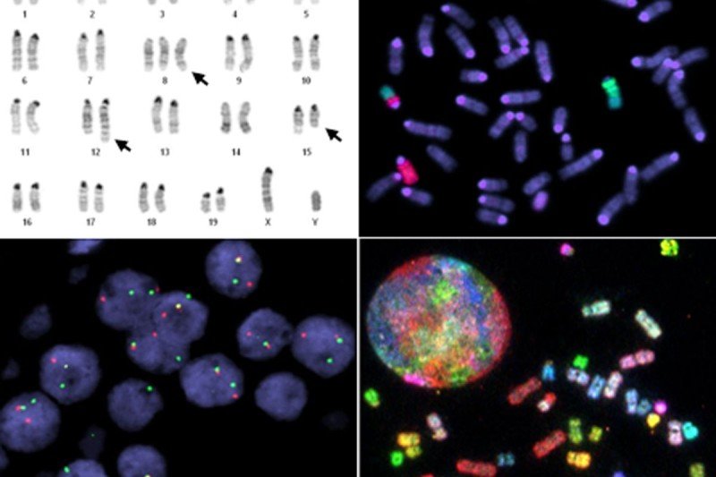 Molecular Cytogenetics Sloan Kettering Institute