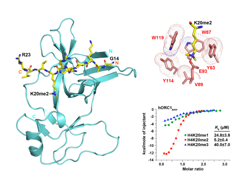 Methylated Histone Recognition